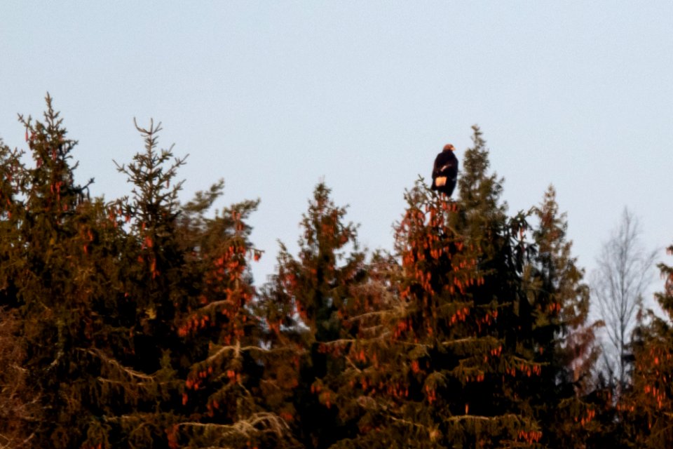 (Accipitriformes: Accipitridae) Aquila chrysaetos 2K, Kungsörn / Golden eagle