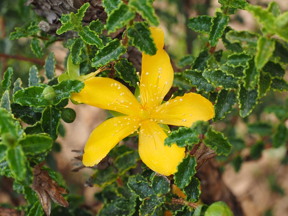 Yellow leaves jagged