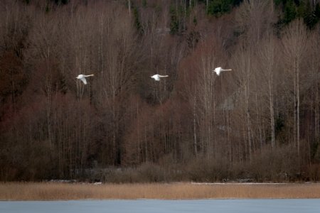 (Anseriformes: Anatidae) Cygnus cygnus, Sångsvan / Whooper swan