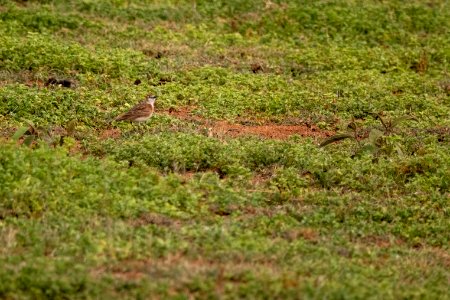 (Passeriformes: Alaudidae) Calandrella cinerea, Rödkronad lärka / Red-capped lark