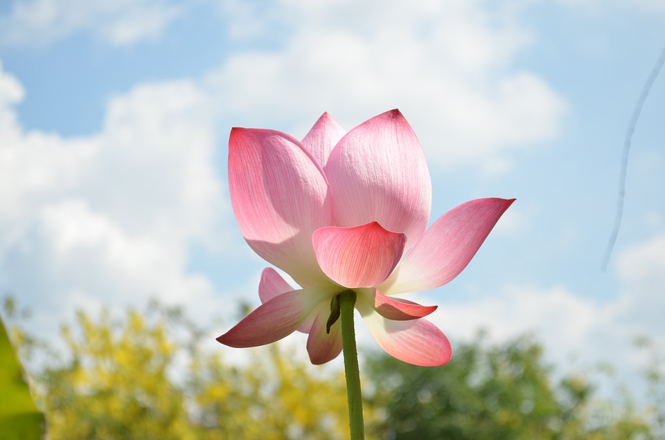 Lotus sky Free photos