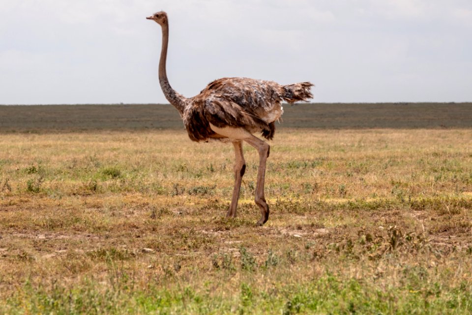 (Struthioniformes: Struthionidae) Struthio camelus ♀, Struts / Ostrich