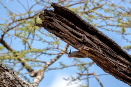 (Piciformes: Picidae) Dendropicos goertae ♂, Gulbukig askspett / African grey woodpecker