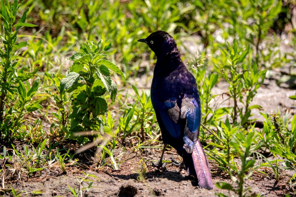 (Passeriformes: Sturnidae) Lamprotornis purpuroptera, Rüppellglansstare / Rüppell's starling