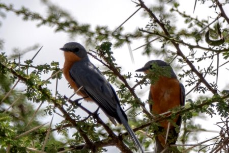 (Passeriformes: Muscicapidae) Melaenornis semipartitus, Silverflugsnappare / Silverbird