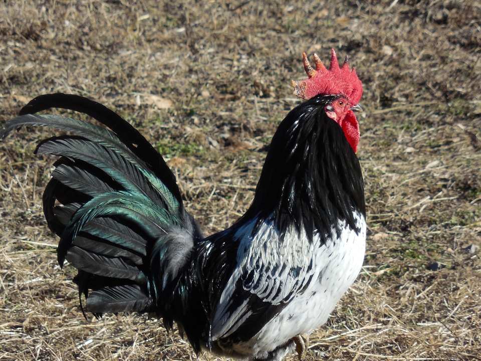 Bird livestock farm photo