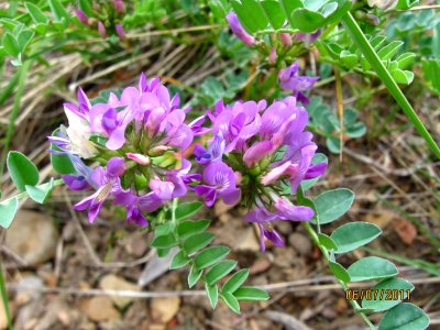 32 nonplot astragalus2 06162011150506