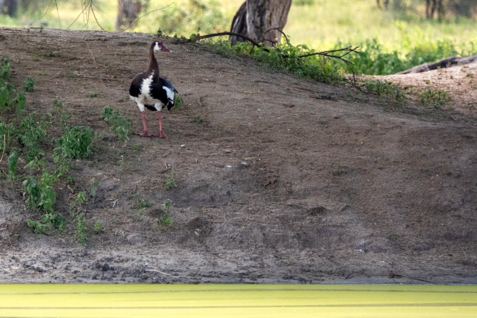 (Anseriformes: Anatidae) Plectropterus gambensis, Sporrgås / Spur-winged goose