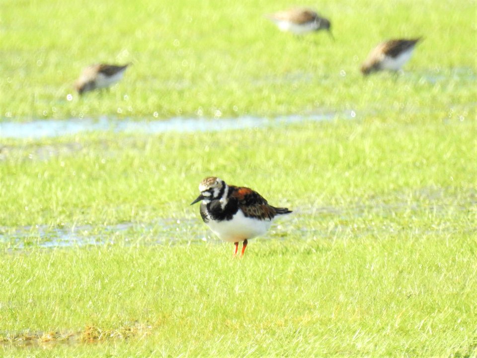 (Charadriiformes: Scolopacidae) Arenaria interpres, Roskarl / Ruddy turnstone