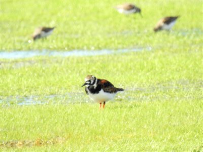 (Charadriiformes: Scolopacidae) Arenaria interpres, Roskarl / Ruddy turnstone photo