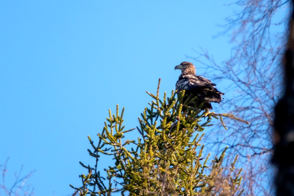(Accipitriformes: Accipitridae) Haliaeetus albicilla 2K, Havsörn / White-tailed eagle
