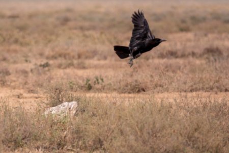 (Passeriformes: Corvidae) Corvus capensis, Kapkråka / Cape crow