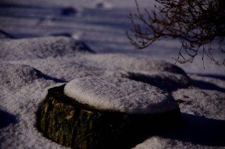 The chopped tree