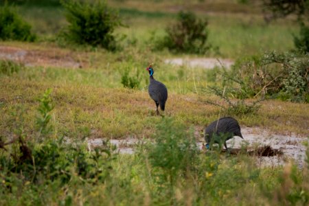 (Galliformes: Numididae) Numida meleagris, Hjälmpärlhöna / Helmeted guineafowl