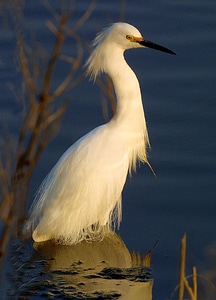 Large heron wetlands photo