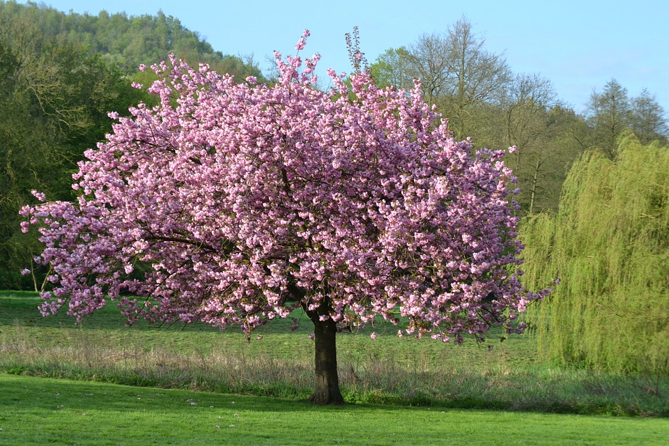 Flowers magnolia park