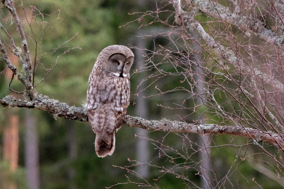 (Strigiformes: Strigidae) Strix nebulosa, Lappuggla / Great grey owl