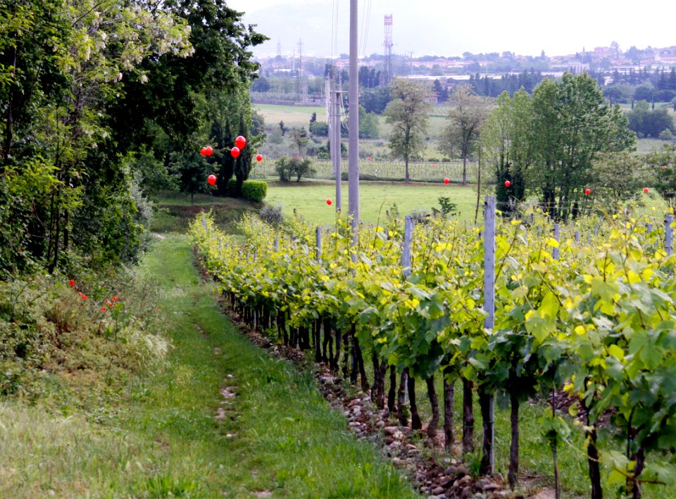 zz-Bolesina-Vigneto-Ridotta
