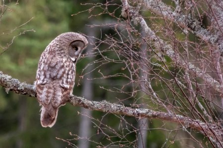 (Strigiformes: Strigidae) Strix nebulosa, Lappuggla / Great grey owl