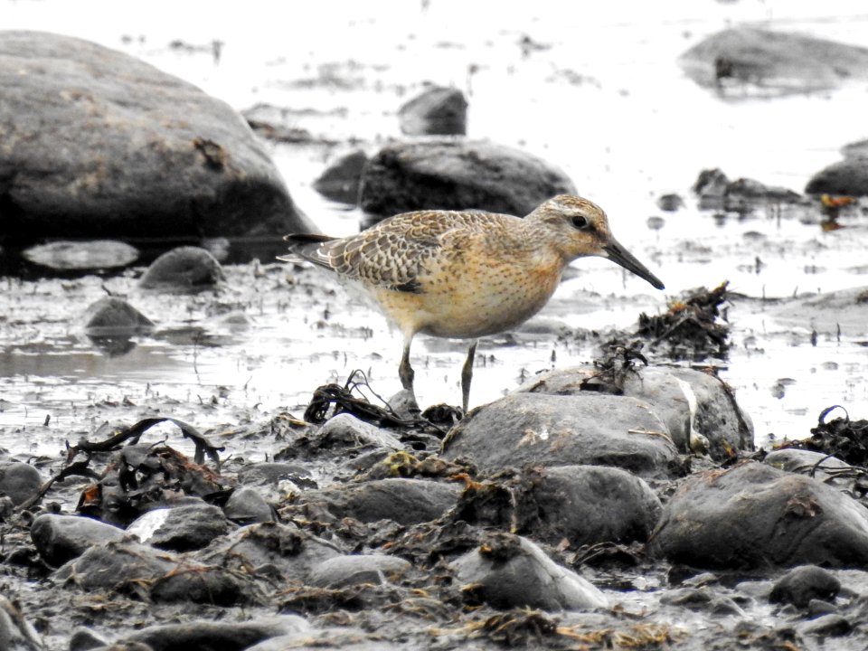 (Charadriiformes: Scolopacidae) Calidris canutus, Kustsnäppa / Red knot