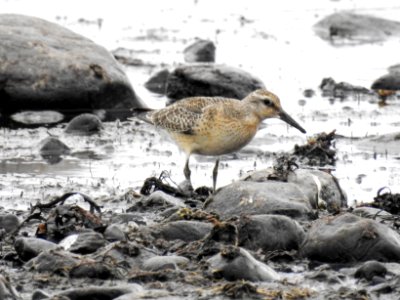 (Charadriiformes: Scolopacidae) Calidris canutus, Kustsnäppa / Red knot