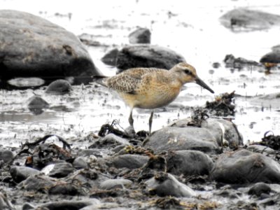 (Charadriiformes: Scolopacidae) Calidris canutus, Kustsnäppa / Red knot photo