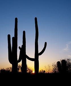 Desert cactus moon photo