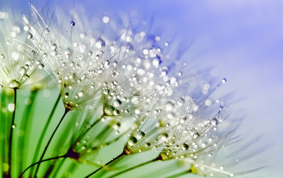 Flower plant macro