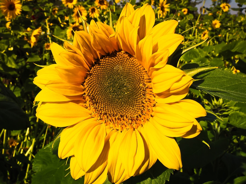Yellow flower summer