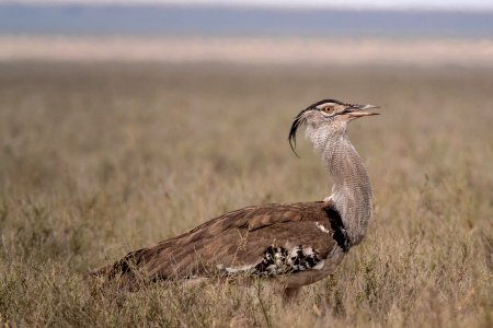 (Otidiformes: Otididae) Ardeotis kori, Koritrapp / Kori bustard