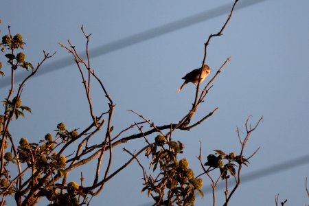 (Passeriformes: Sylviidae) Sylvia communis, Törnsångare / Whitethroat