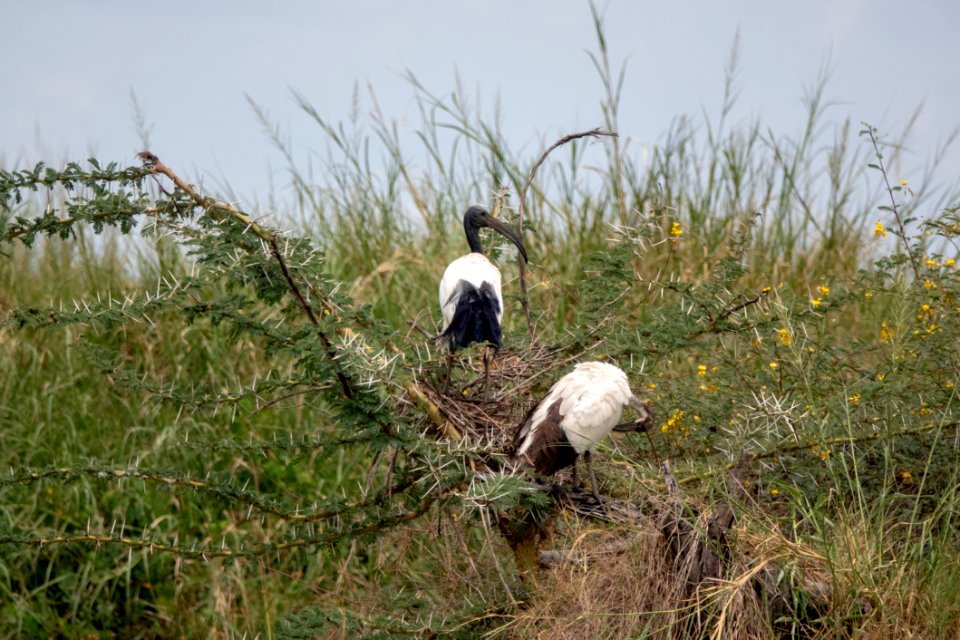 (Pelecaniformes: Threskiornithidae) Threskiornis aethiopicus, Helig ibis / African sacred ibis