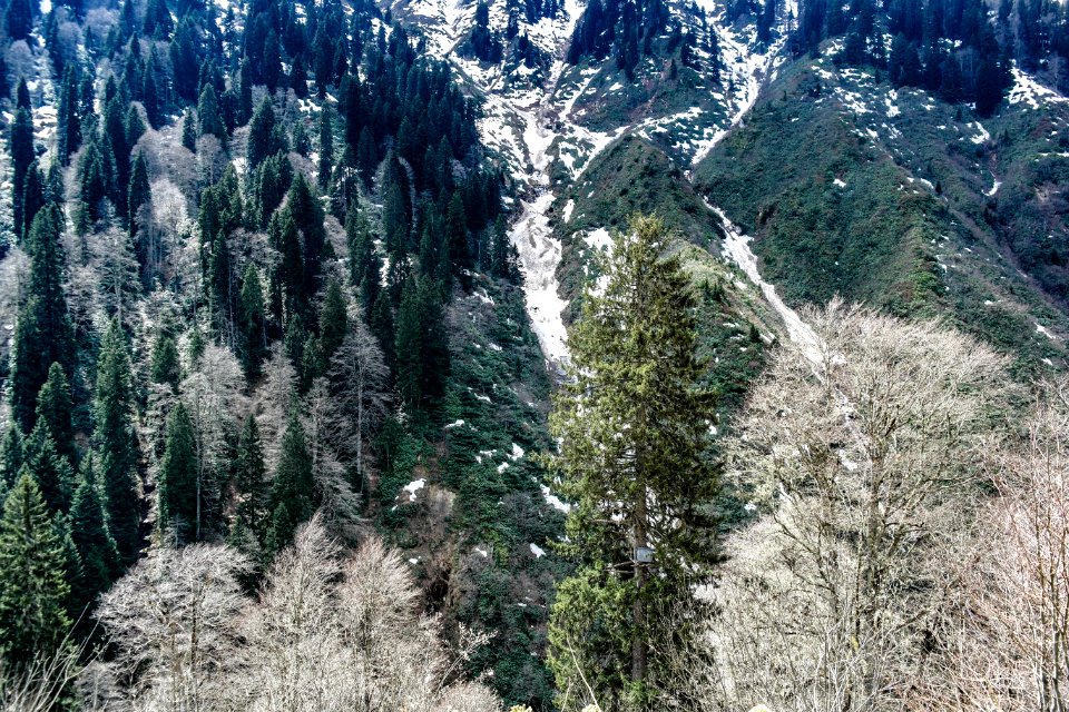 Ayder