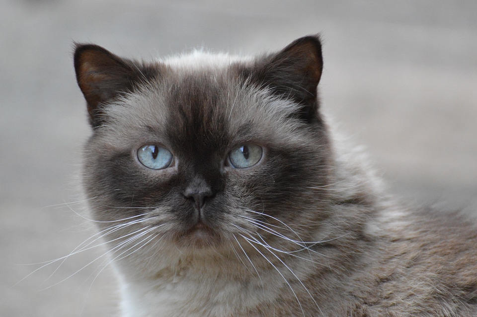 Blue eye fur brown