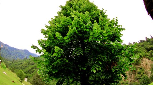 Şarinçor Yaylası Senoz Çayeli Rize