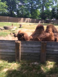 Zoo Animals