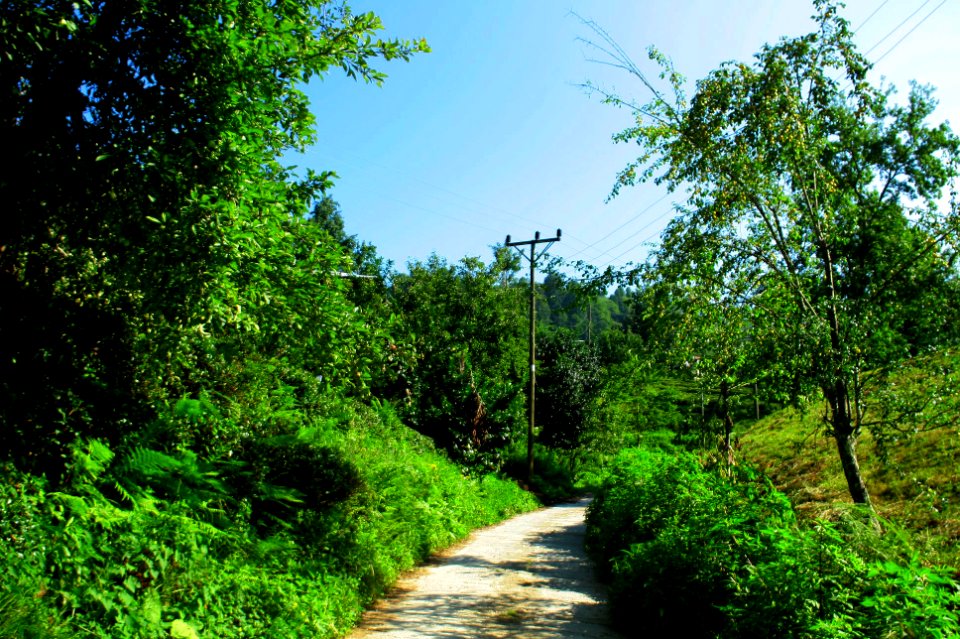 Başköy Senoz Çayeli