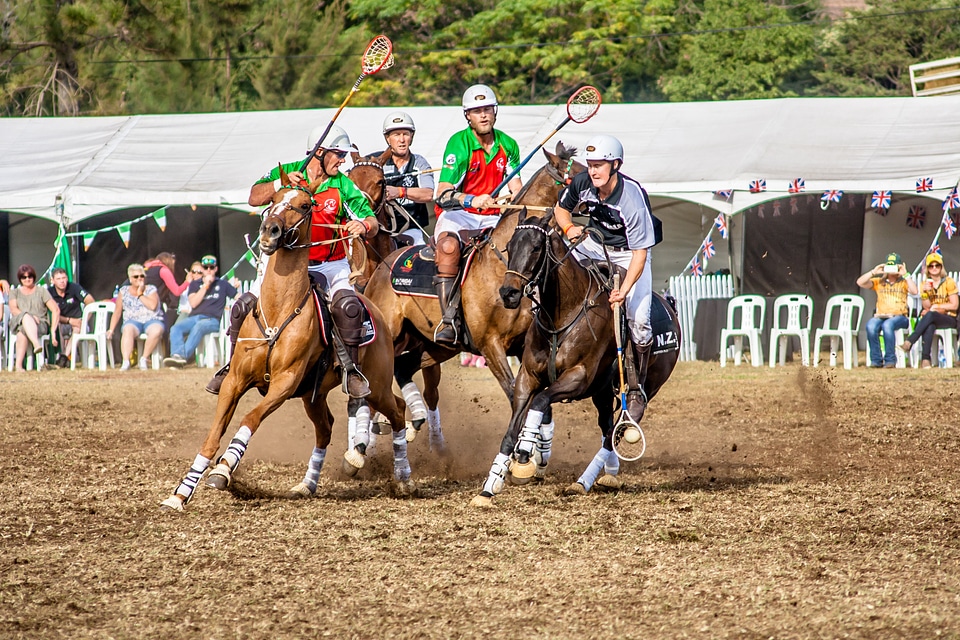 Polo animal competition