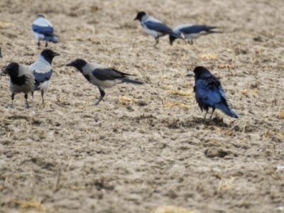 (Passeriformes: Corvidae) Corvus frugilegus, Råka / Rook