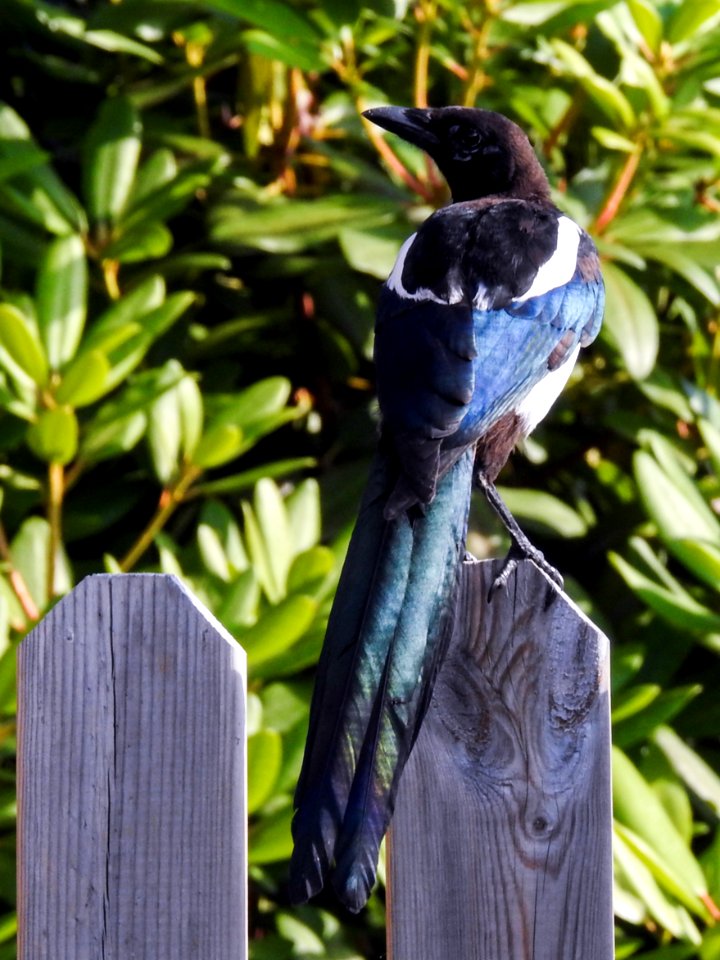 (Passeriformes: Corvidae) Pica pica 1K, Skata / Magpie