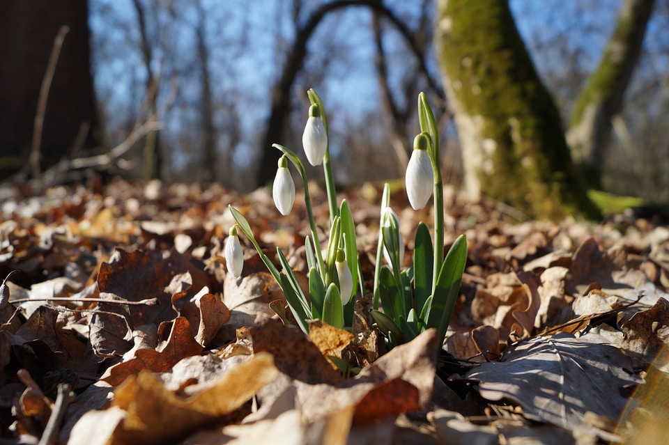Snowdrop spring forest
