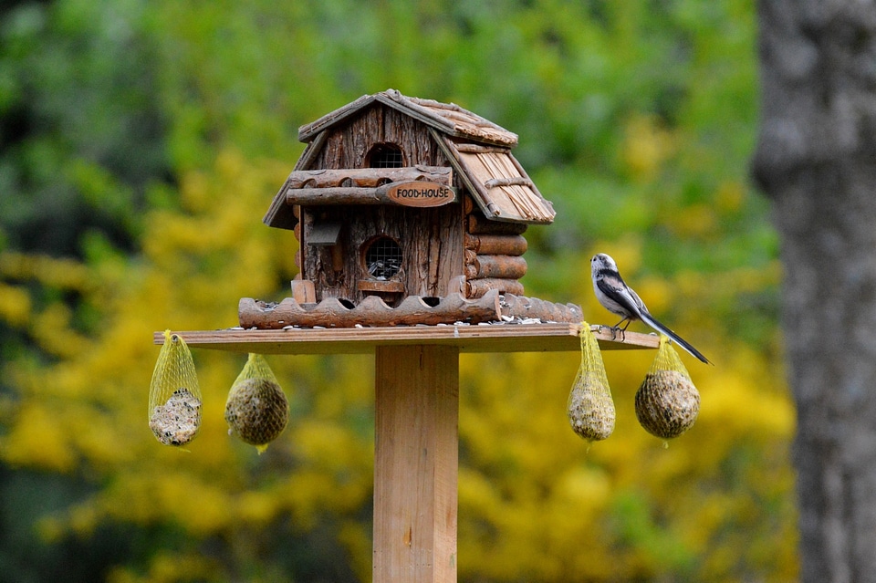 Bird seed fat balls feeding place