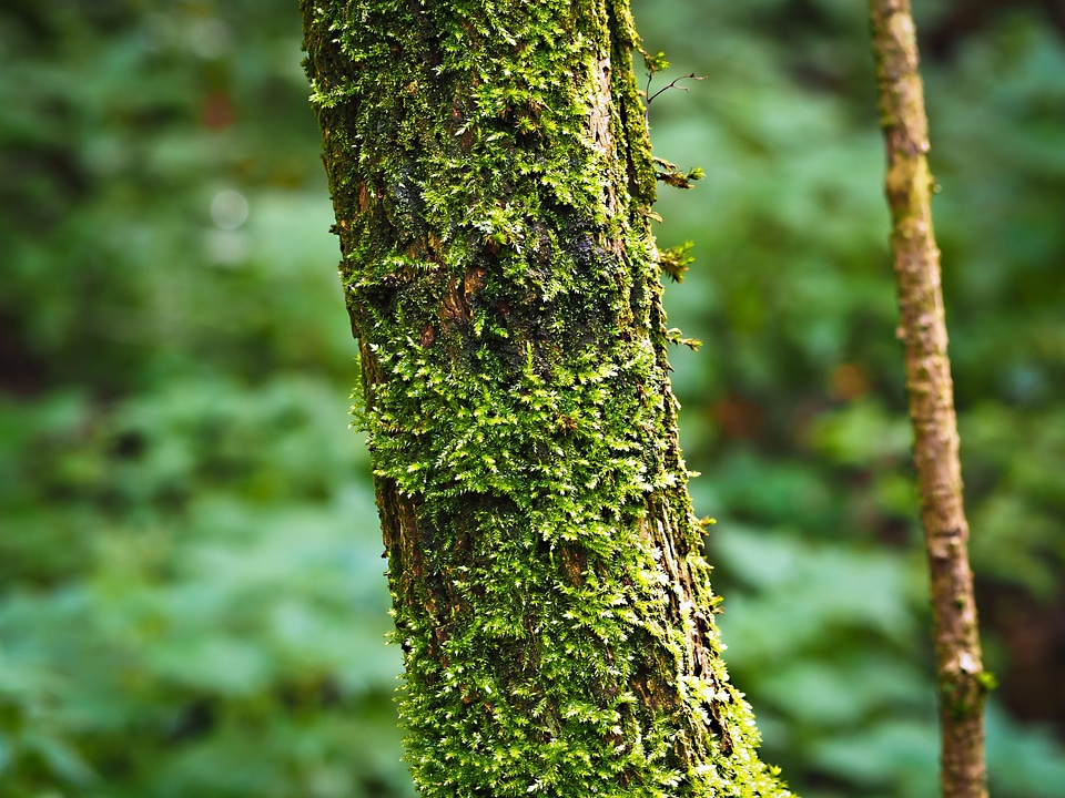 Landscape plant moss