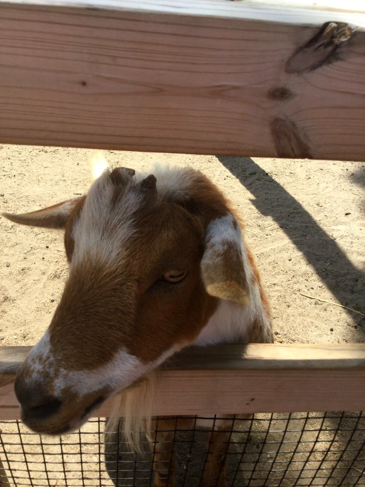 Zoo Animals