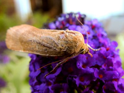 (Lepidoptera: Noctuidae) Noctua fimbriata, Bredbandat bandfly / Broad-bordered yellow underwing photo