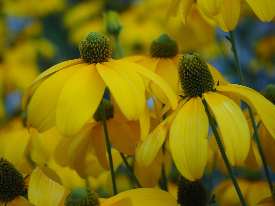Yellow ordinary sonnenhut rudbeckia fulgida