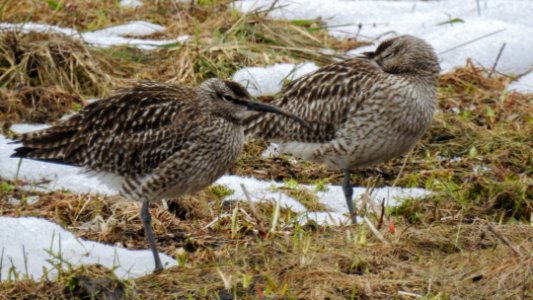 (Charadriiformes: Scolopacidae) Numenius phaeopus, Småspov / Whimbrel