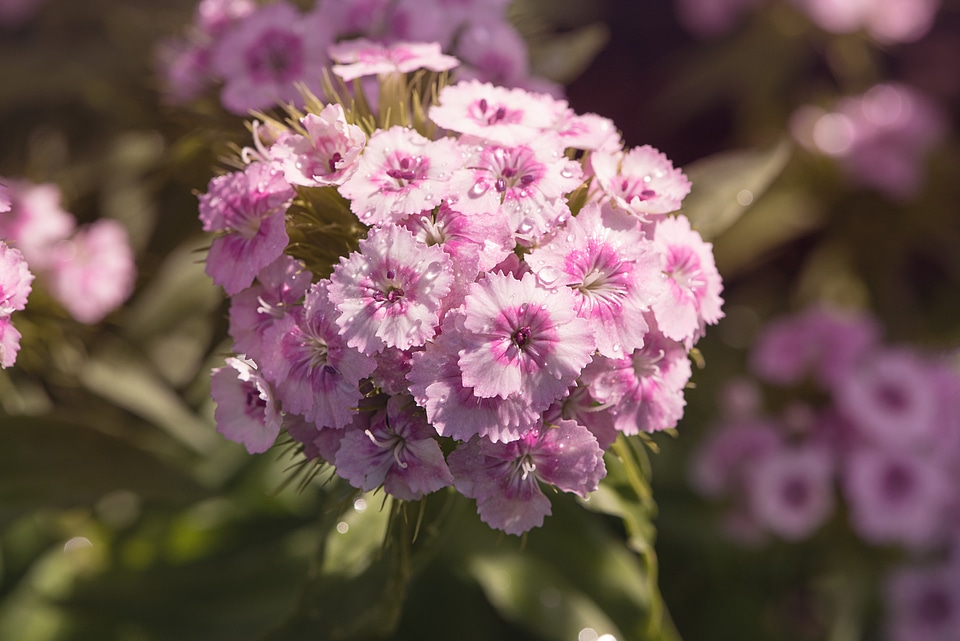 Carnation garden plant