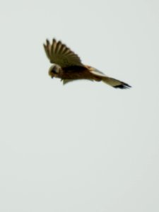 (Falconiformes: Falconidae) Falco tinnunculus ♂, Tornfalk / Kestrel