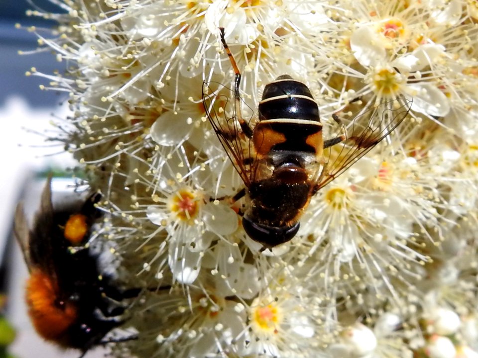 (Diptera: Syrphidae) Eristalis rupium ♀, Blank slamfluga